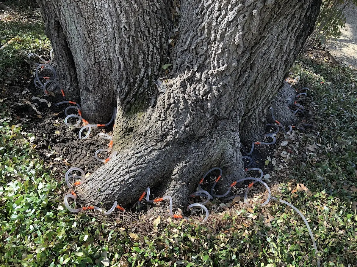 Detailed Shrub and Hedge Trimming job site in Strawn